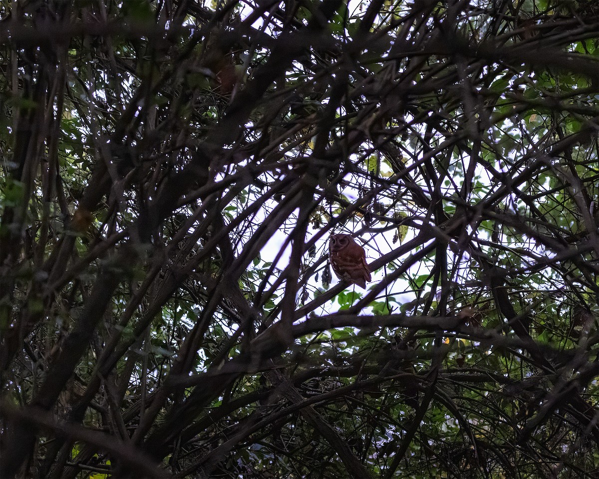 Eastern Screech-Owl - ML644801622