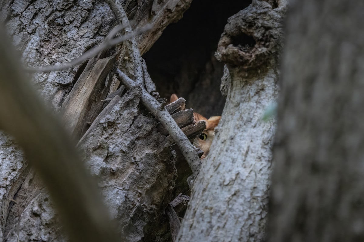 Eastern Screech-Owl - ML644801623