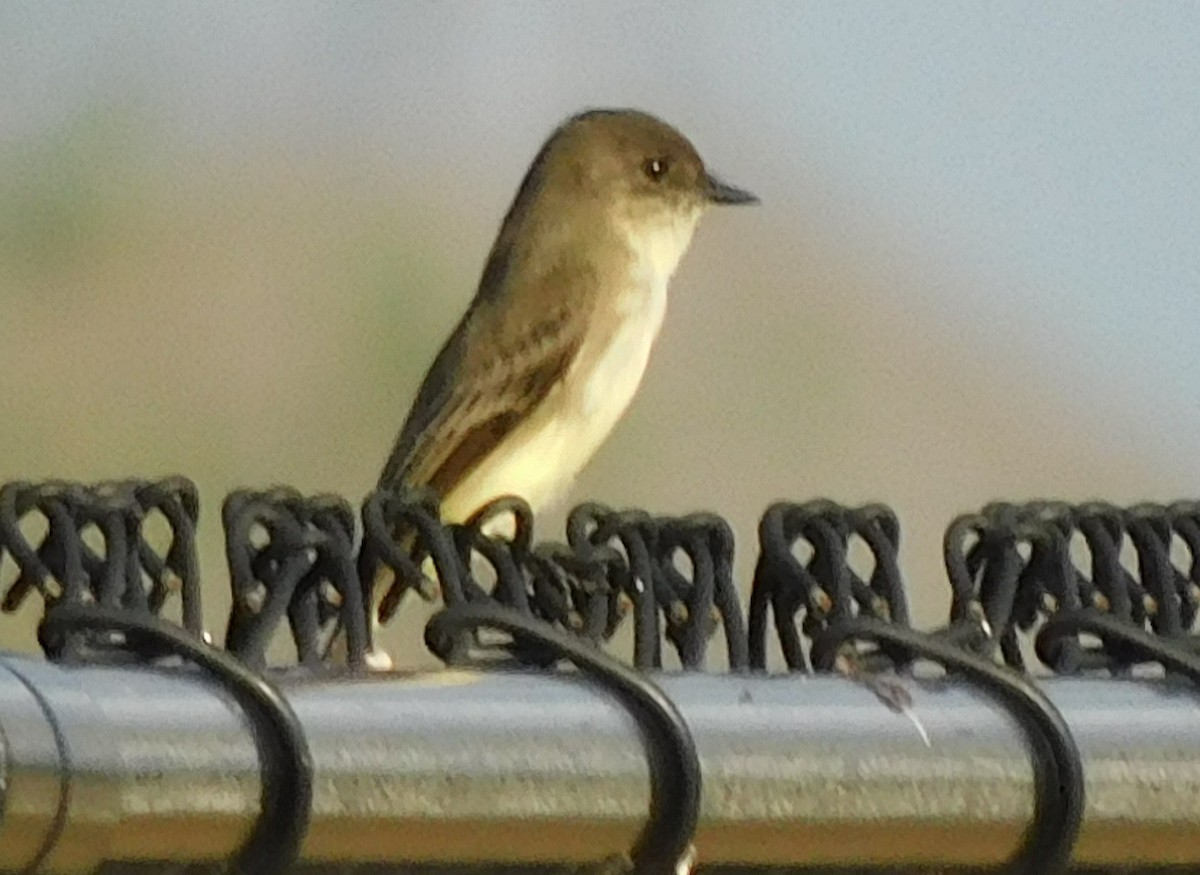 Mosquero Fibí - ML644801624