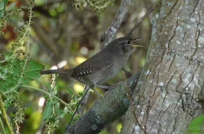 Northern House Wren - ML644801635