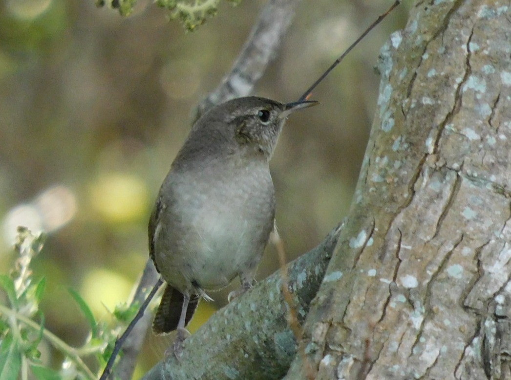 Northern House Wren - ML644801636