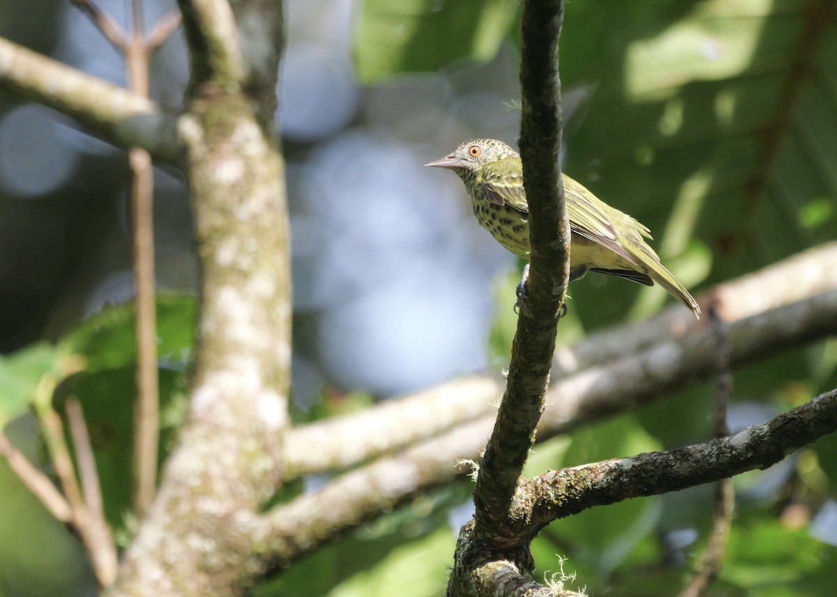 ostrozobka ohnivotemenná - ML644801637