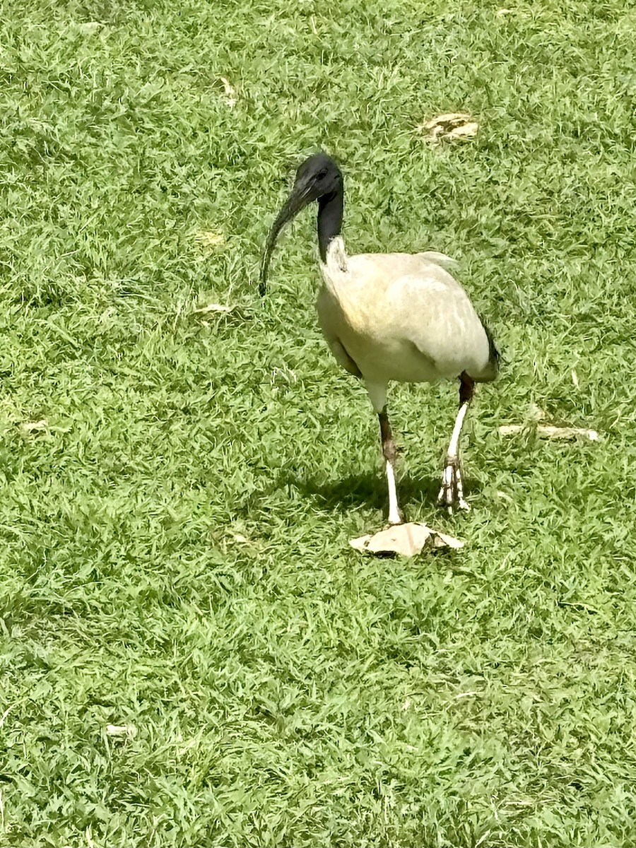 Australian Ibis - ML644801645