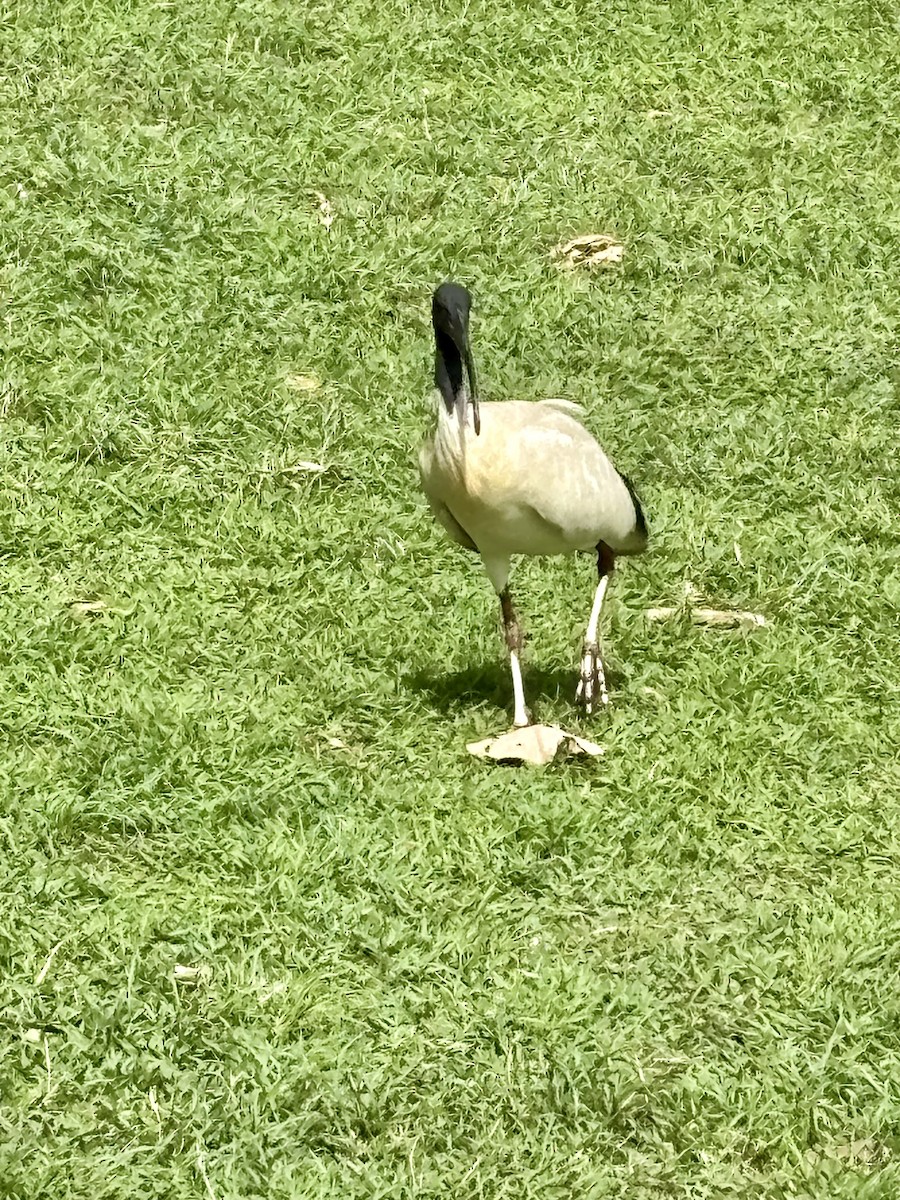 Australian Ibis - ML644801646