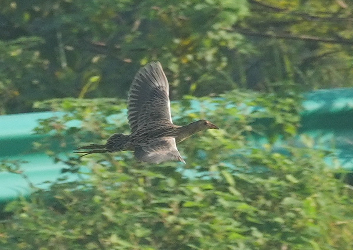 Watercock - ML644801647