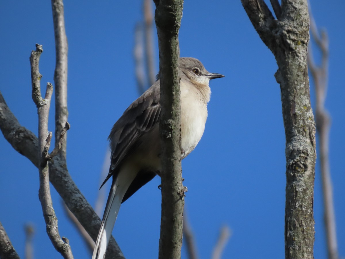 drozdec mnohohlasý - ML644801648