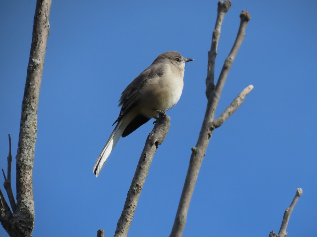 drozdec mnohohlasý - ML644801649