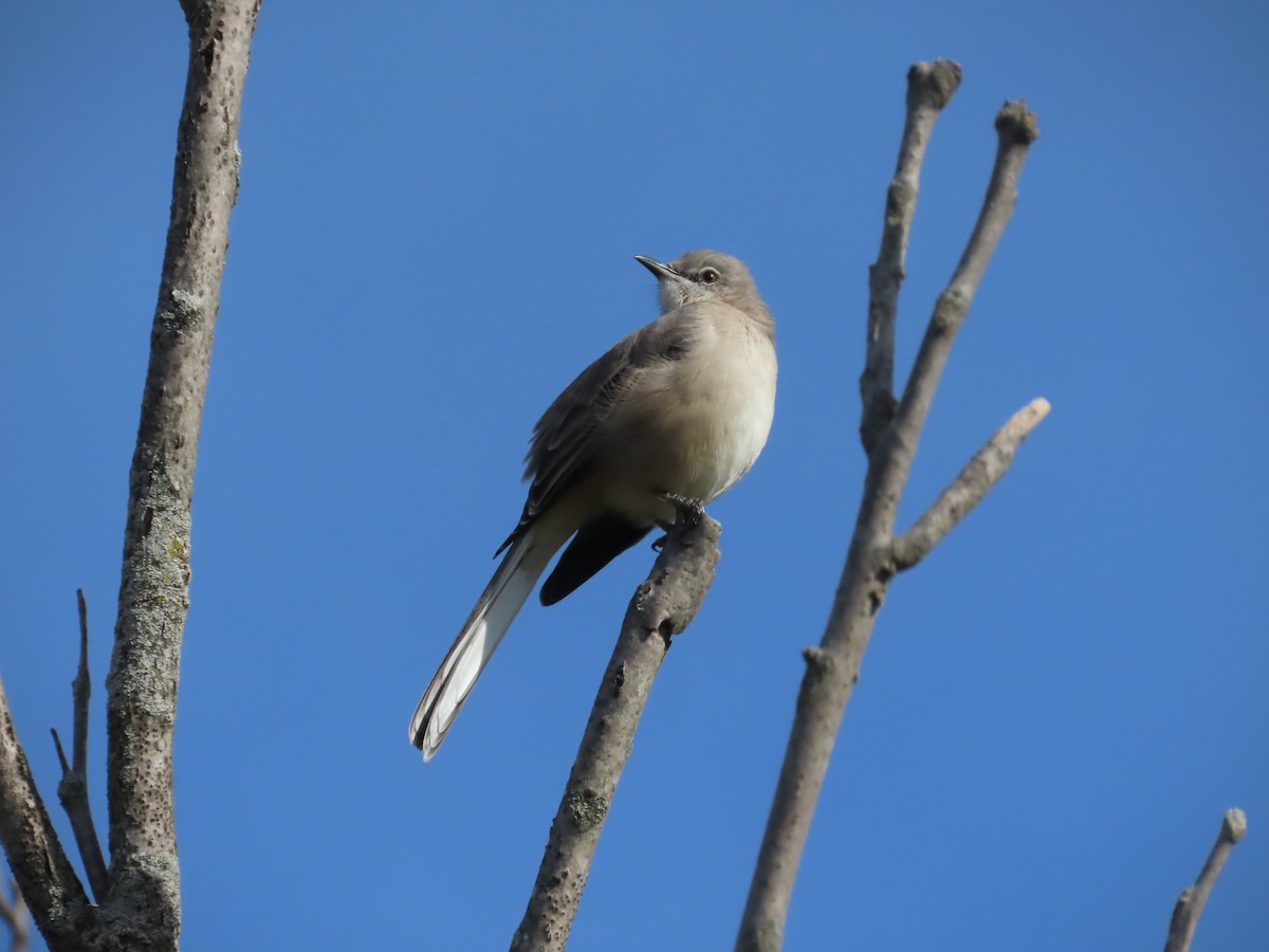 drozdec mnohohlasý - ML644801650