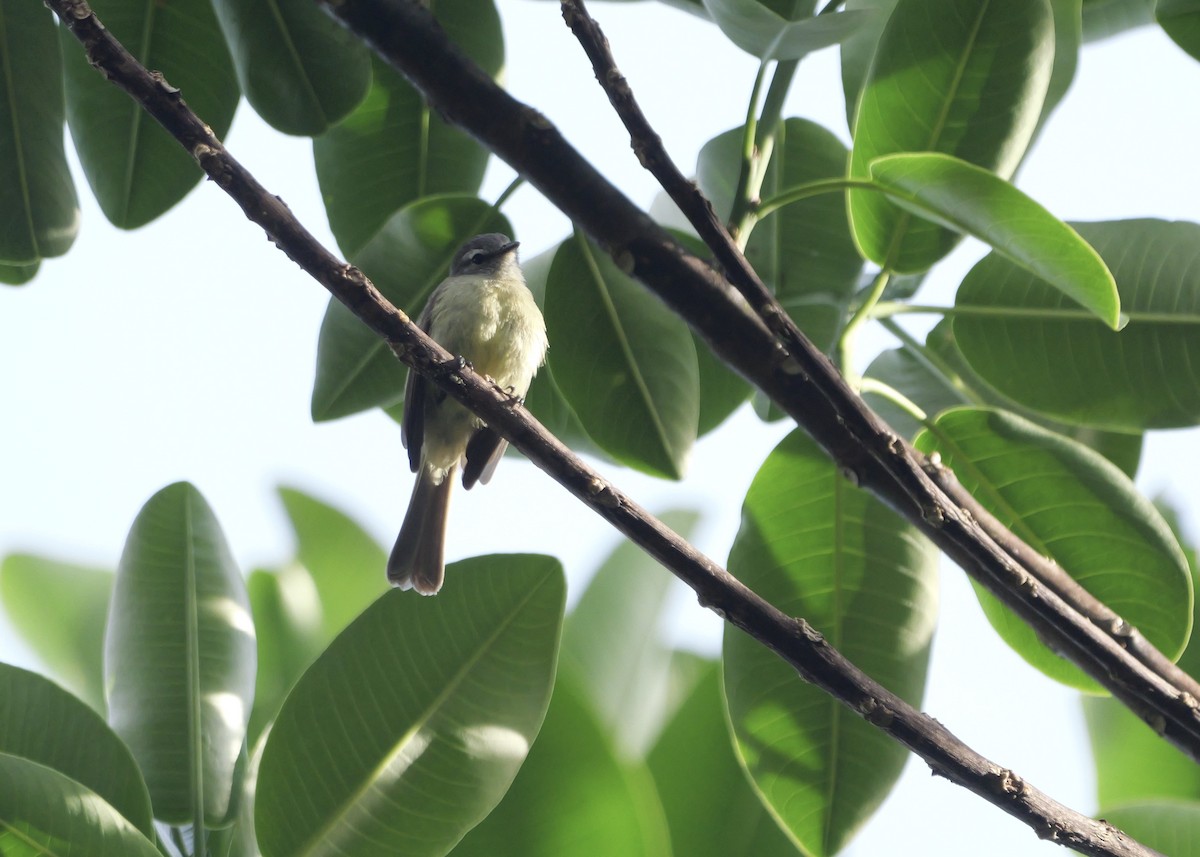 Yungas Tyrannulet - ML644801653