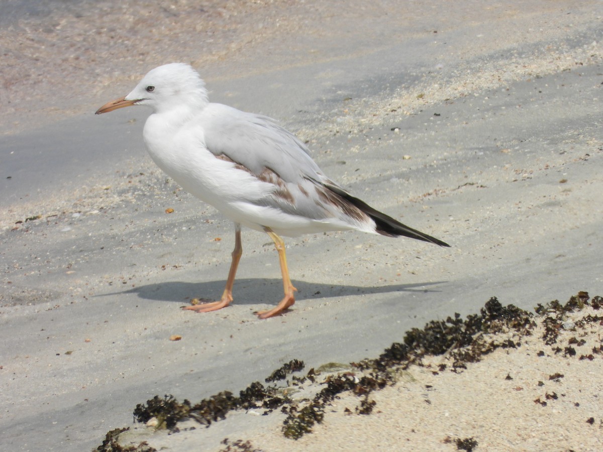 Морской голубок - ML644801660