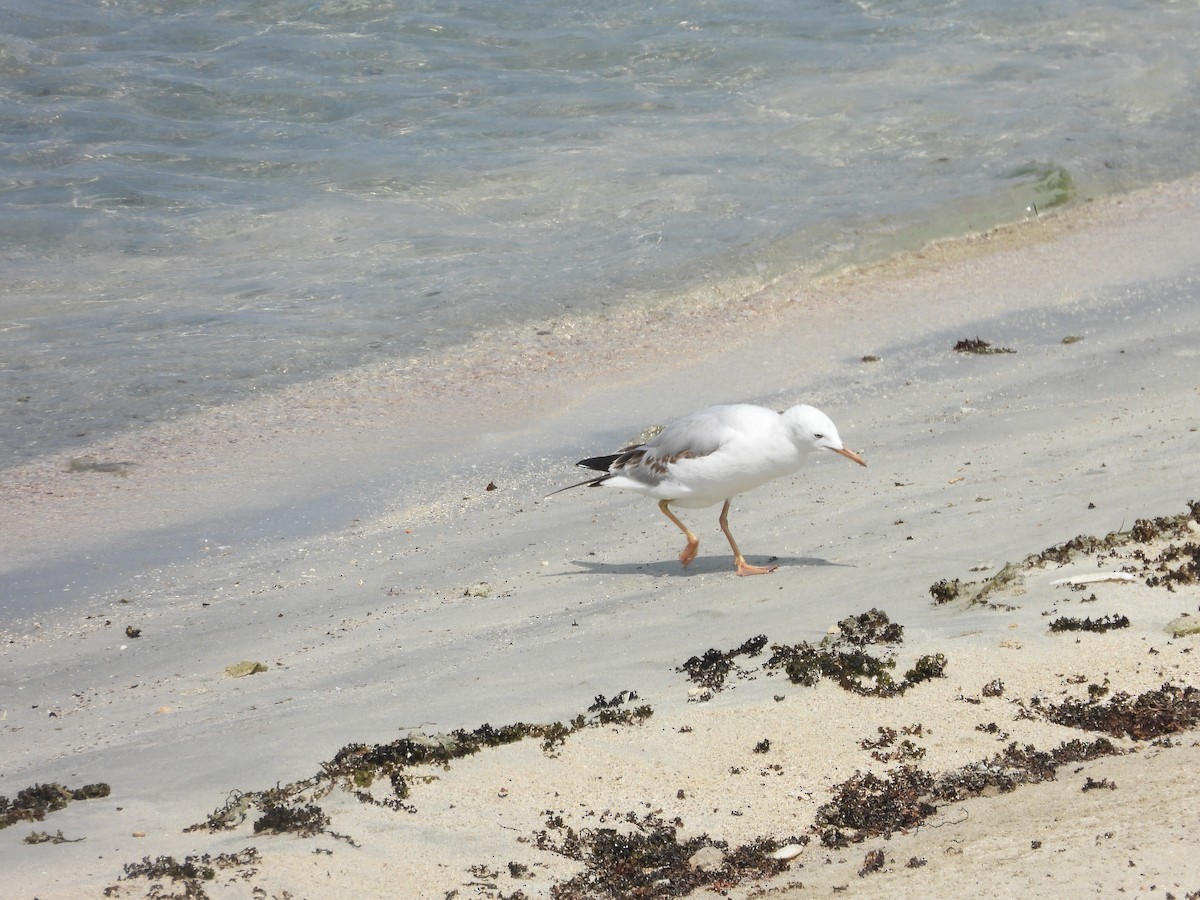 Морской голубок - ML644801661