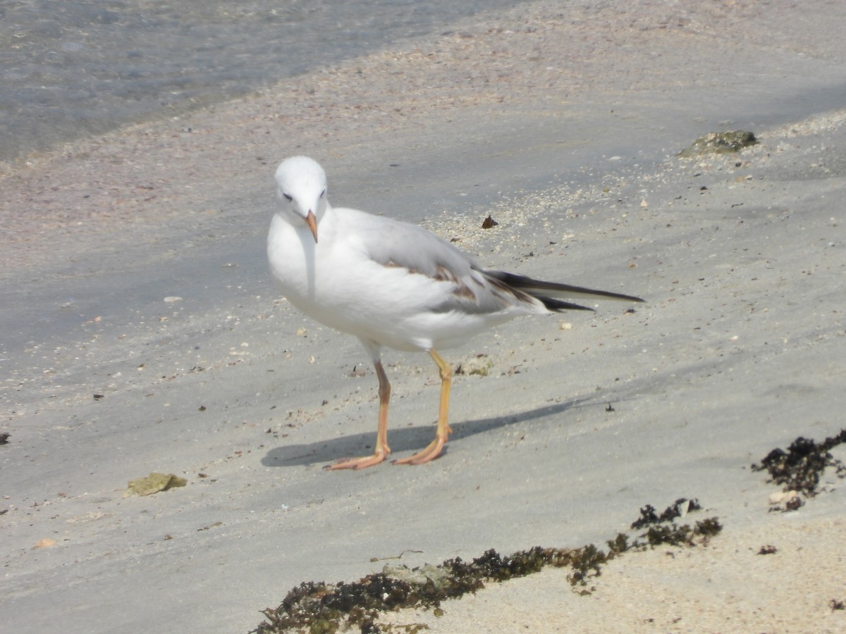 Морской голубок - ML644801662