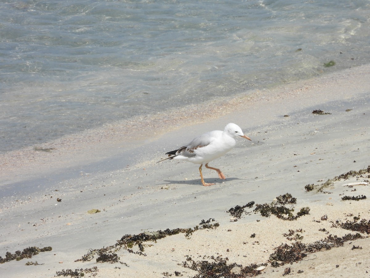 Морской голубок - ML644801663