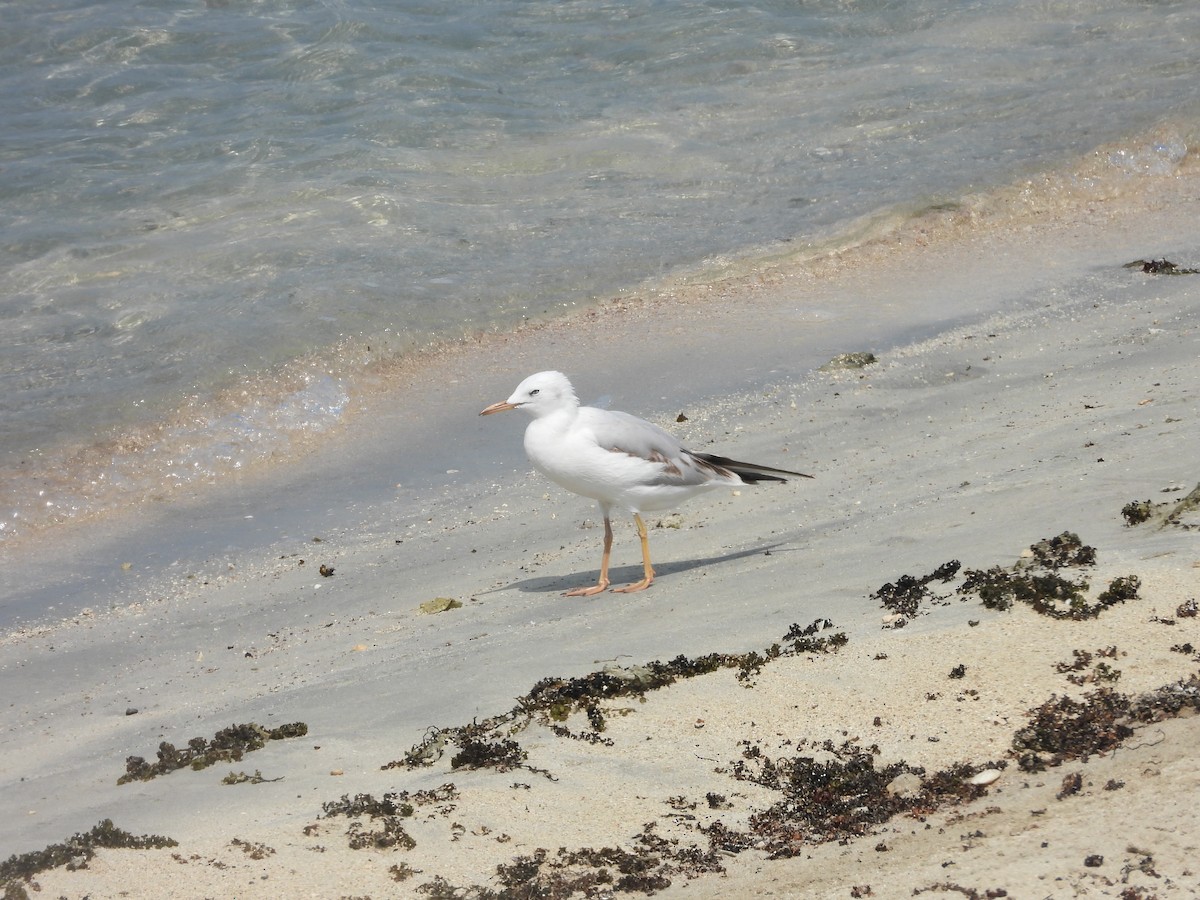 Морской голубок - ML644801664