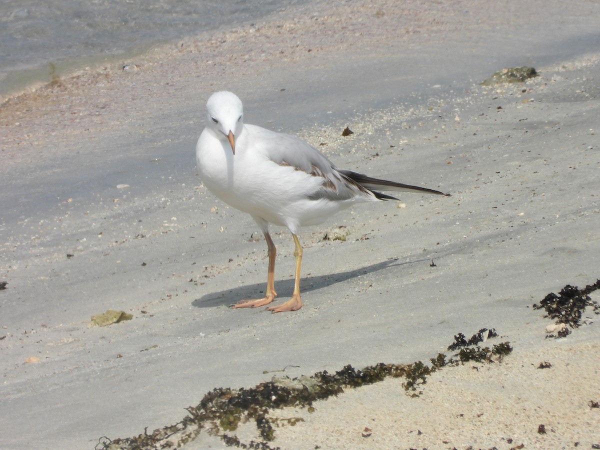 Морской голубок - ML644801665