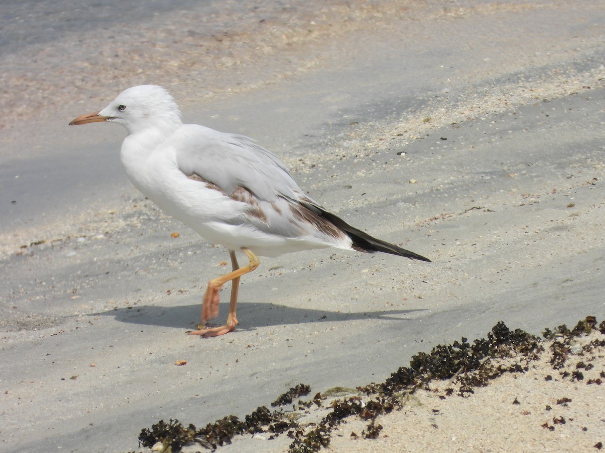 Морской голубок - ML644801666
