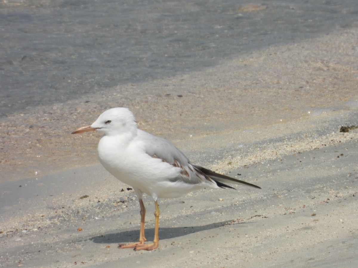 Морской голубок - ML644801667