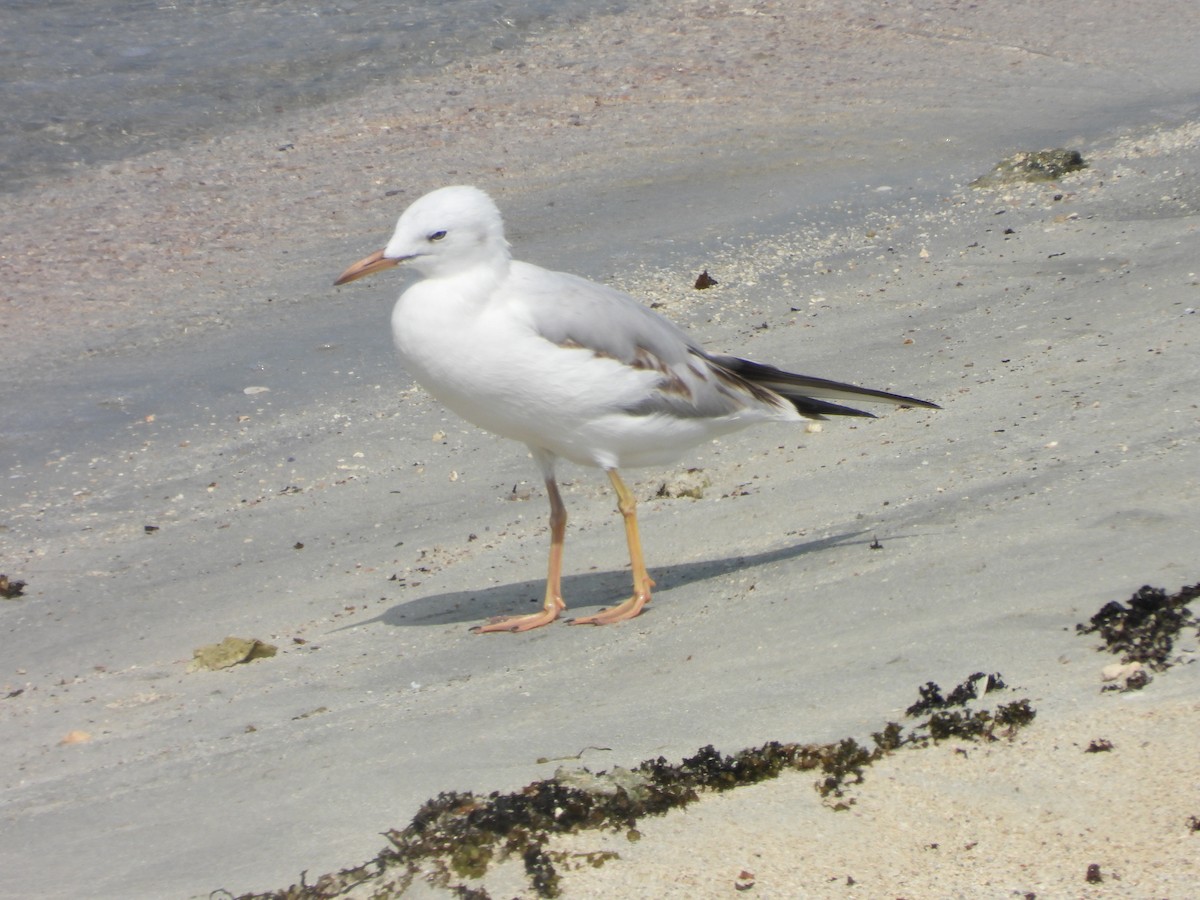 Морской голубок - ML644801668