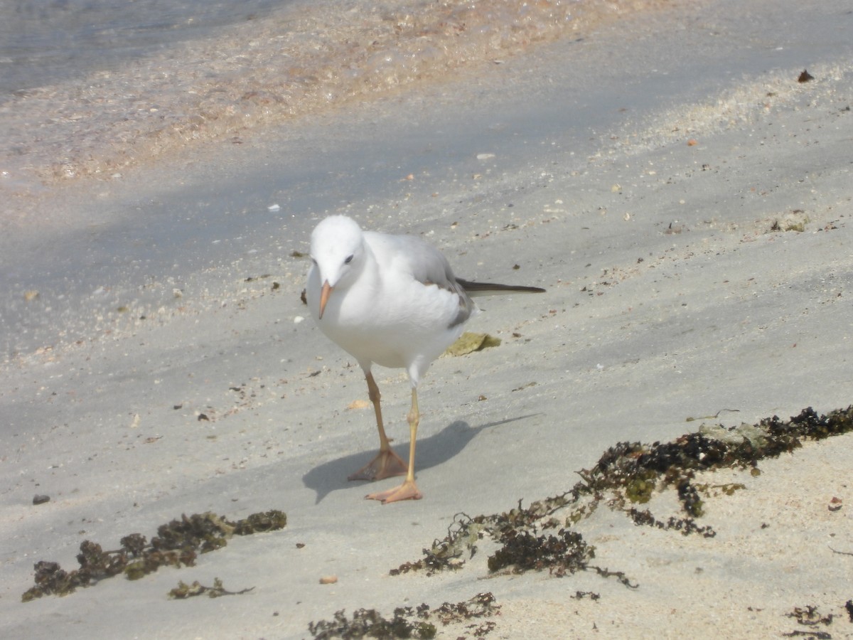 Морской голубок - ML644801669