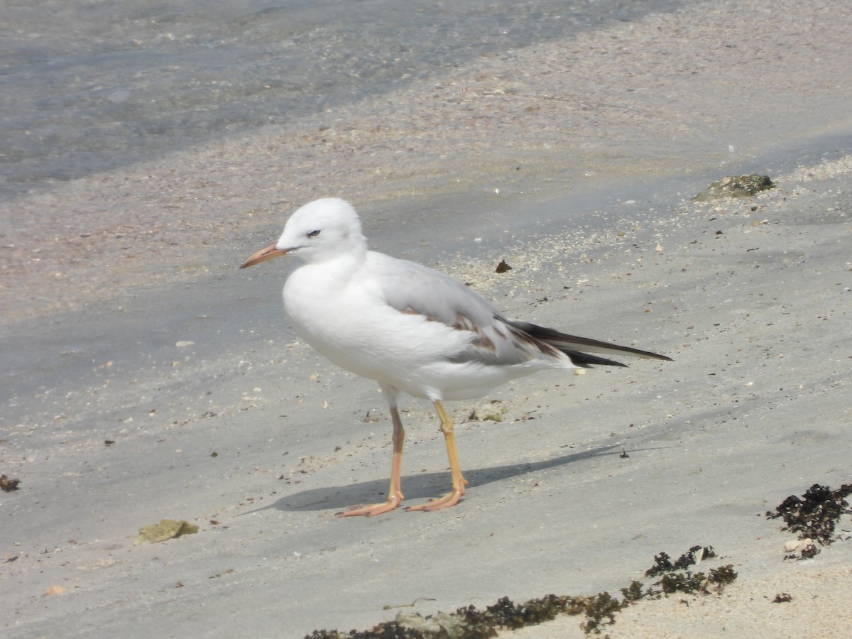 Морской голубок - ML644801671