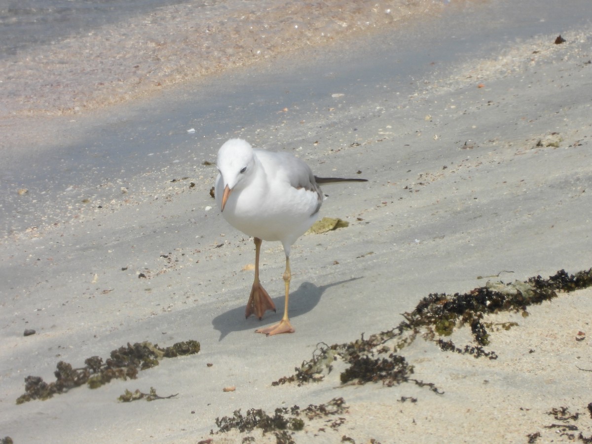 Морской голубок - ML644801672