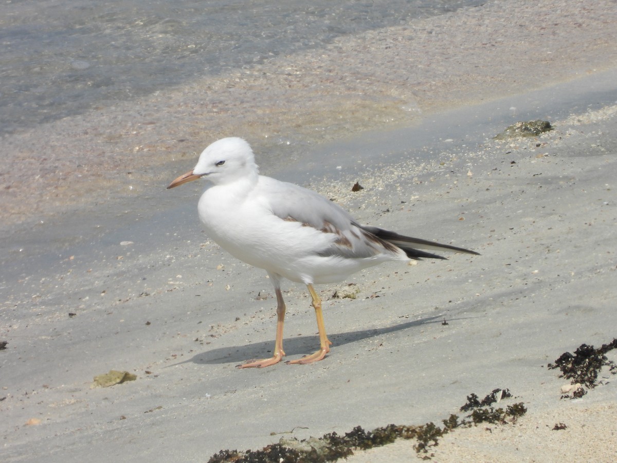 Морской голубок - ML644801673