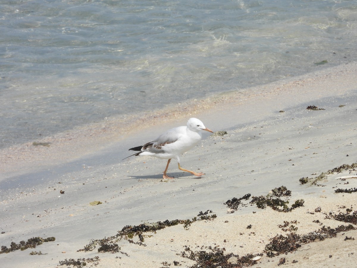 Морской голубок - ML644801674