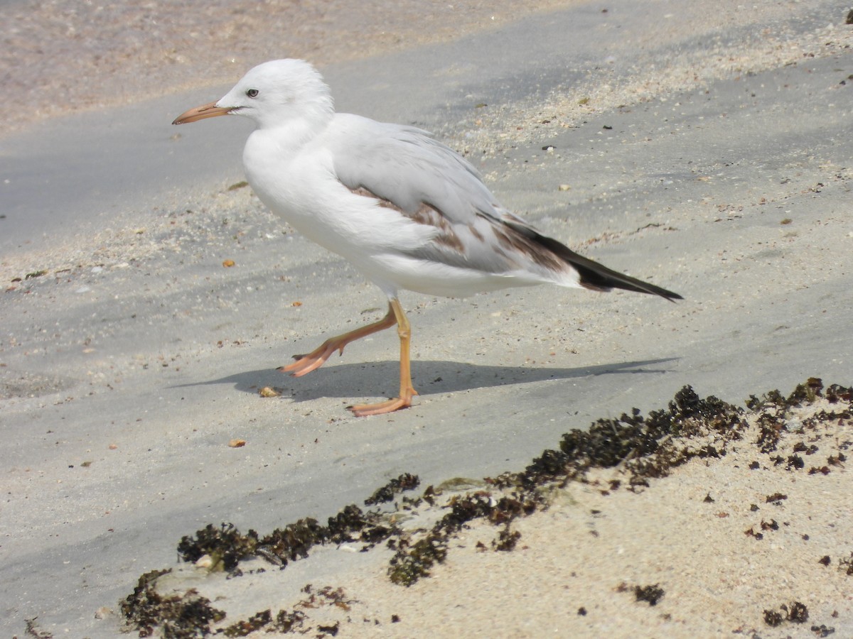 Морской голубок - ML644801675