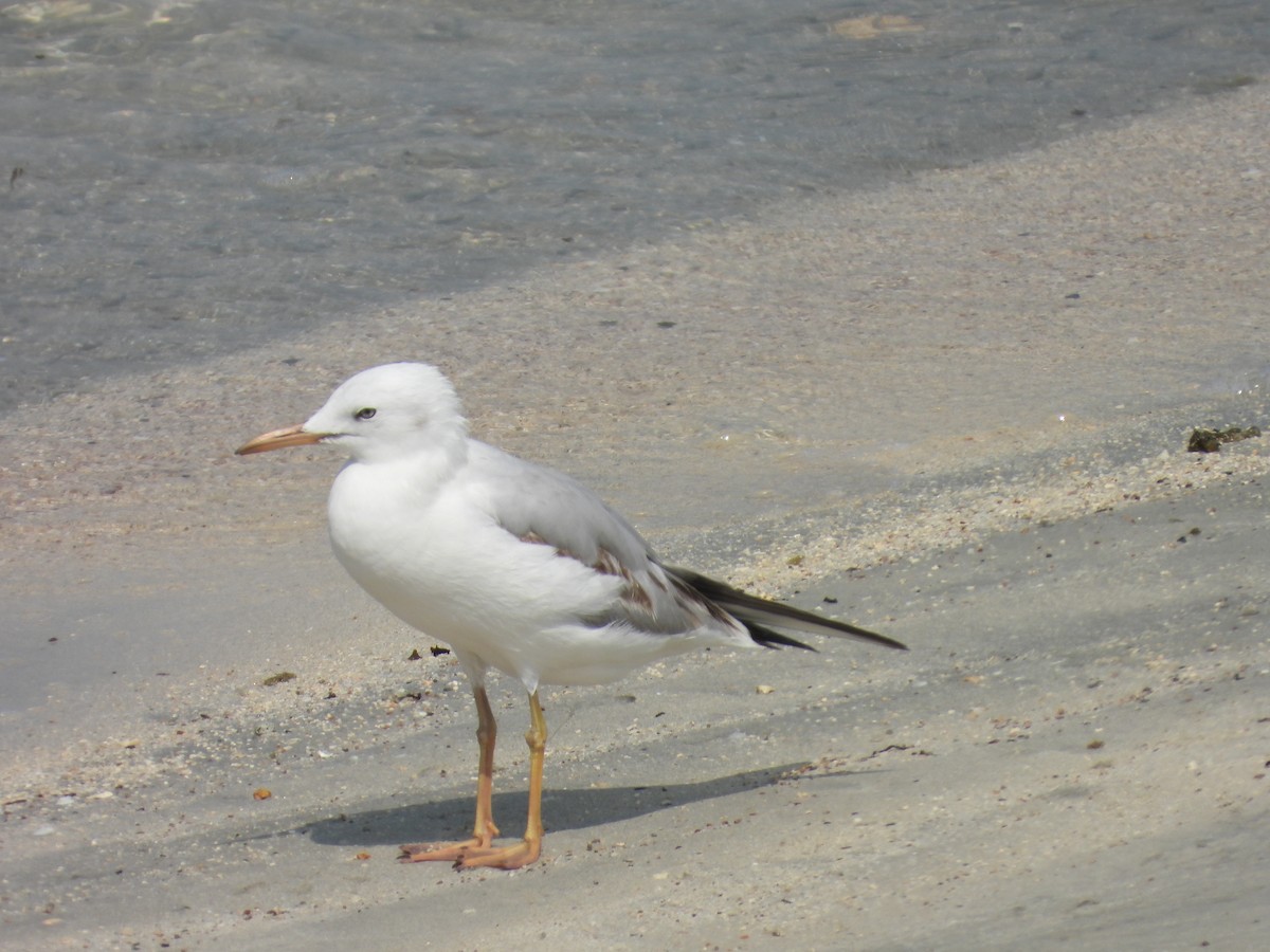 Морской голубок - ML644801676