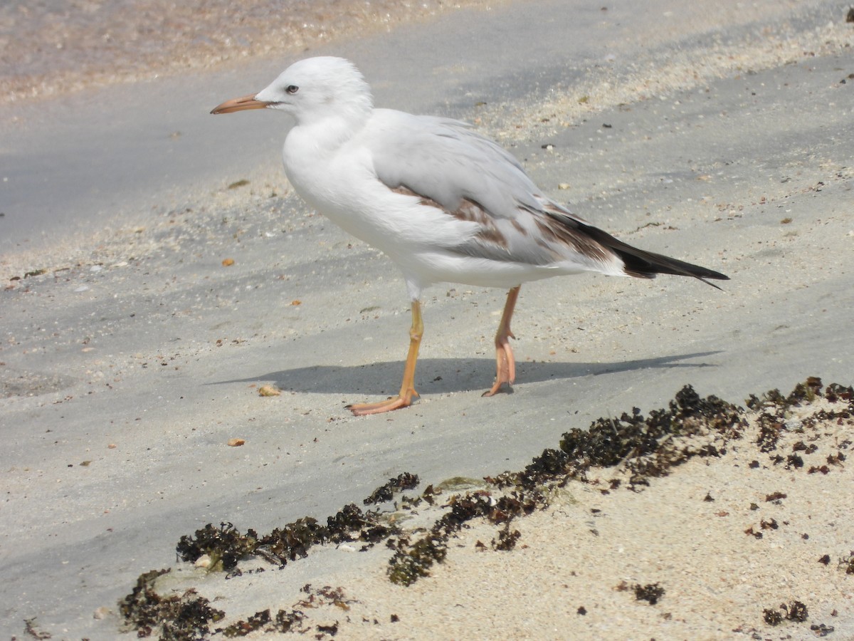 Морской голубок - ML644801677