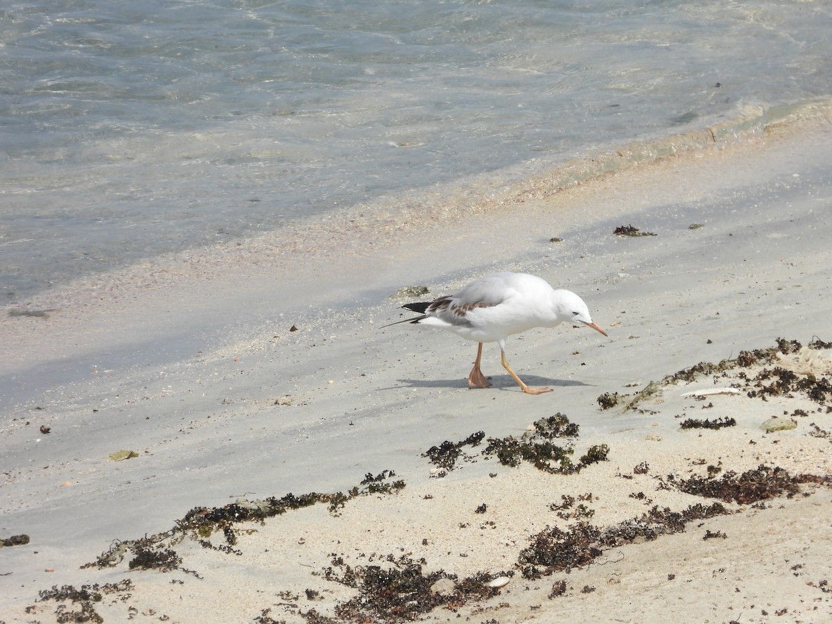 Морской голубок - ML644801678