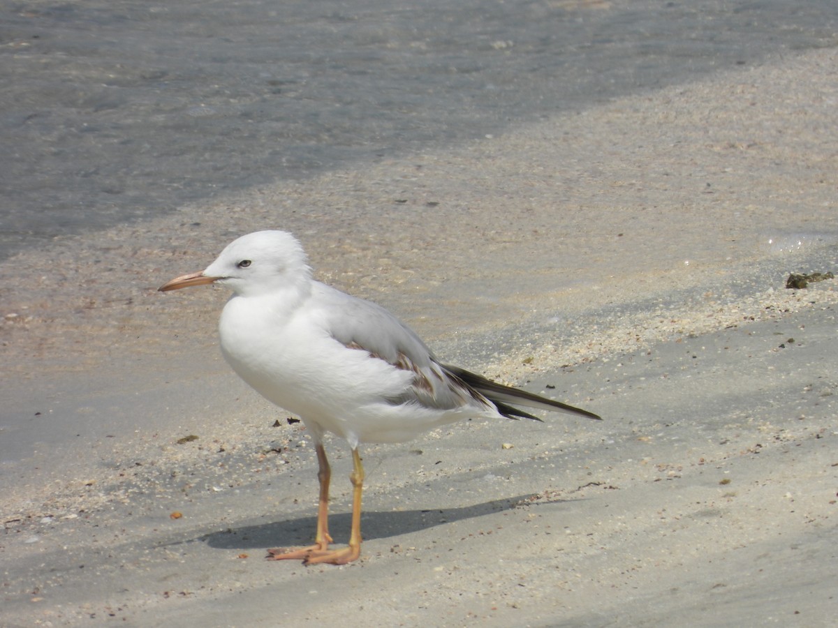Морской голубок - ML644801679