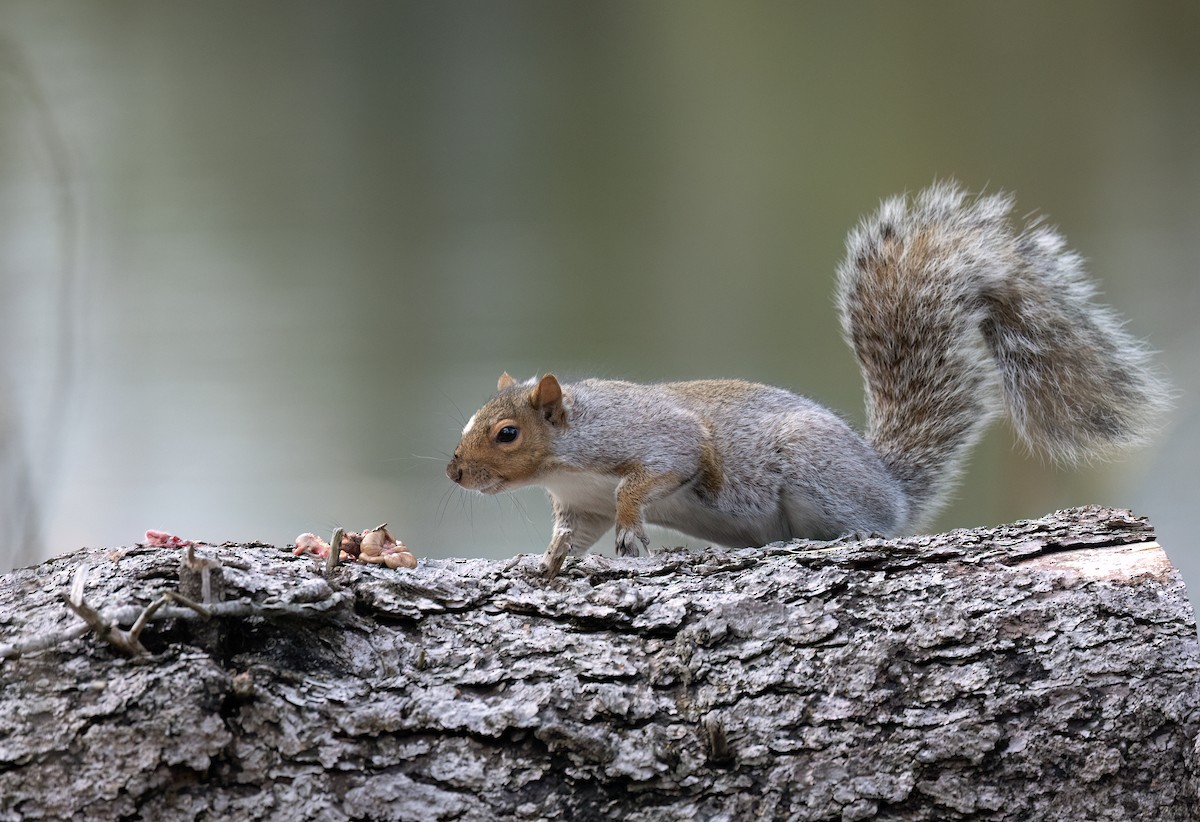 灰松鼠 - ML644801683