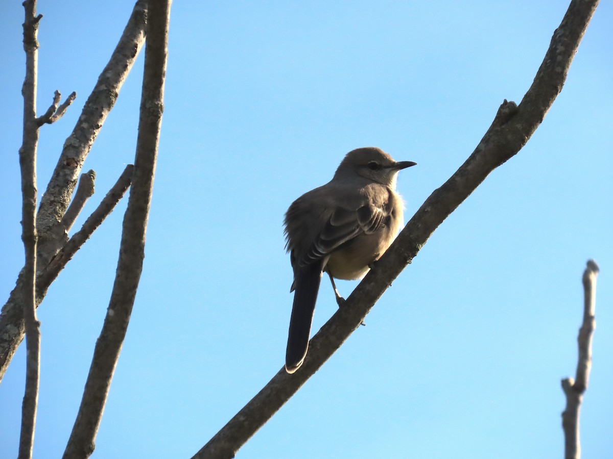 drozdec mnohohlasý - ML644801688