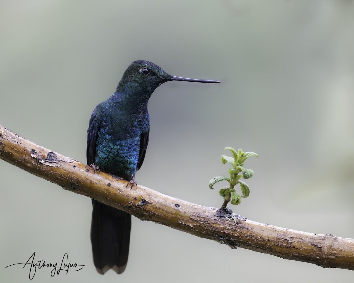 Great Sapphirewing - ML644801689