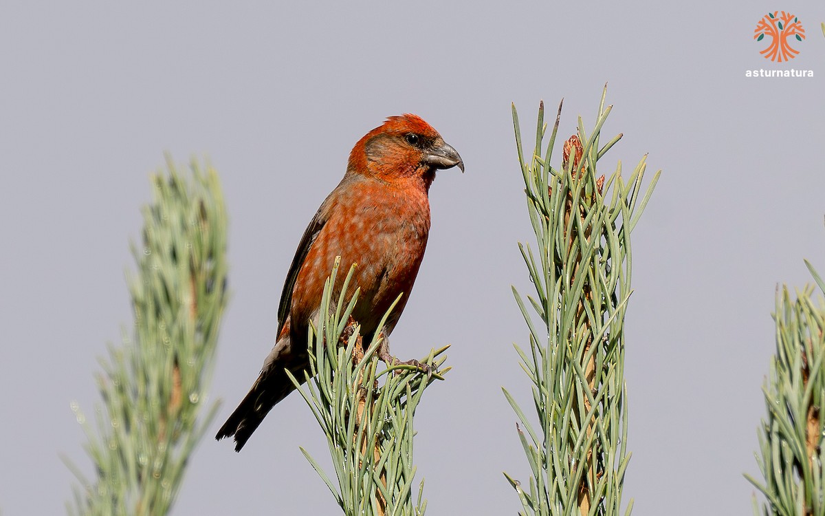 Red Crossbill - ML644801716