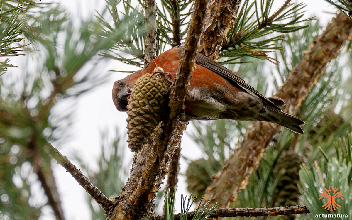 Red Crossbill - ML644801717