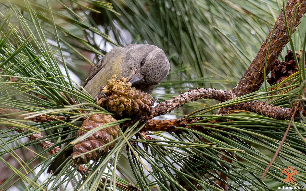 Red Crossbill - ML644801718