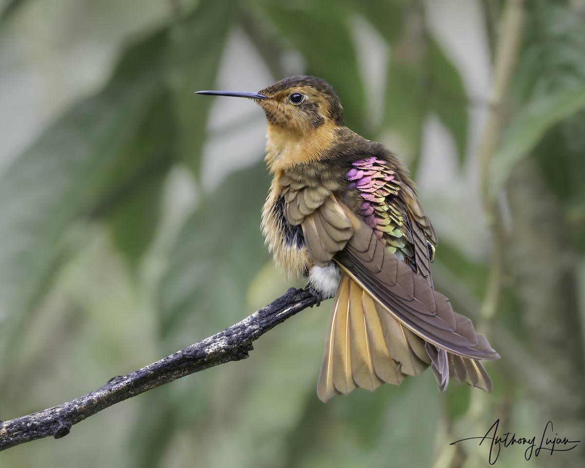 Shining Sunbeam - ML644801722