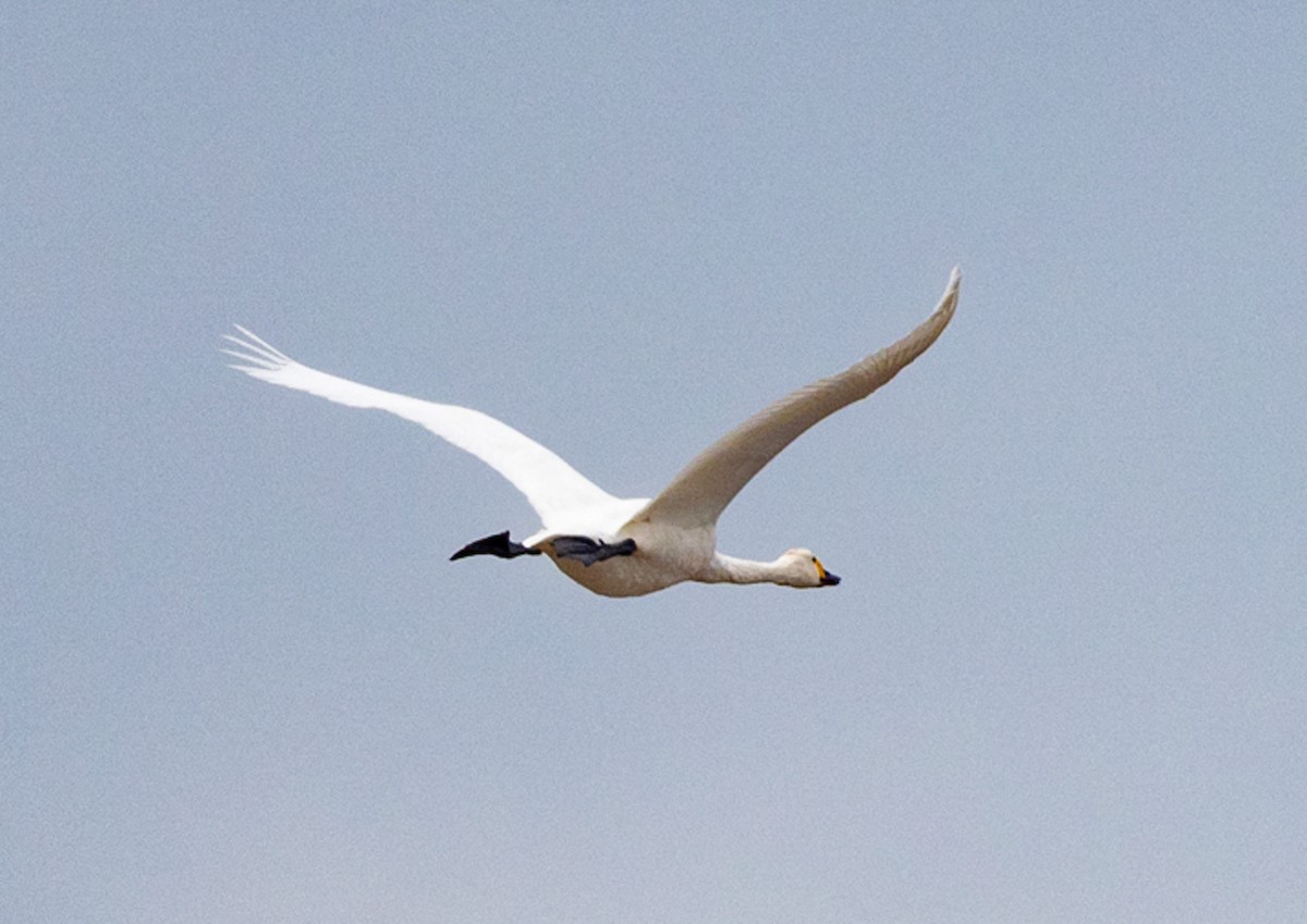 Tundra Swan (Bewick's) - ML644801723