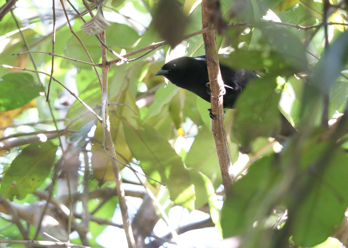 Velvet-fronted Grackle - ML644801730