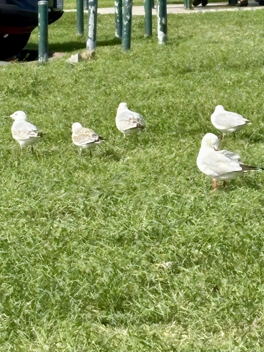 Silver Gull - ML644801731