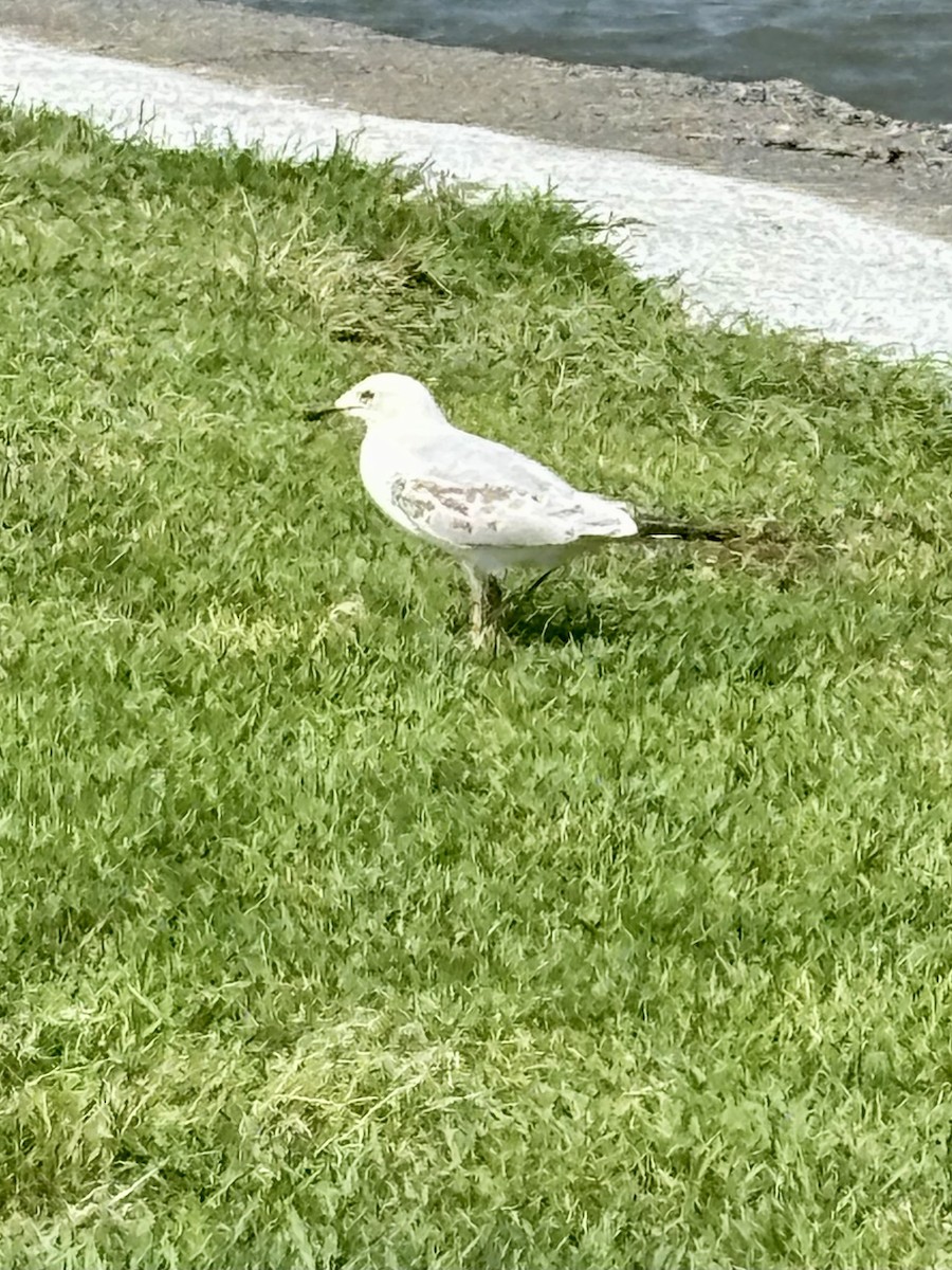 Silver Gull - ML644801732