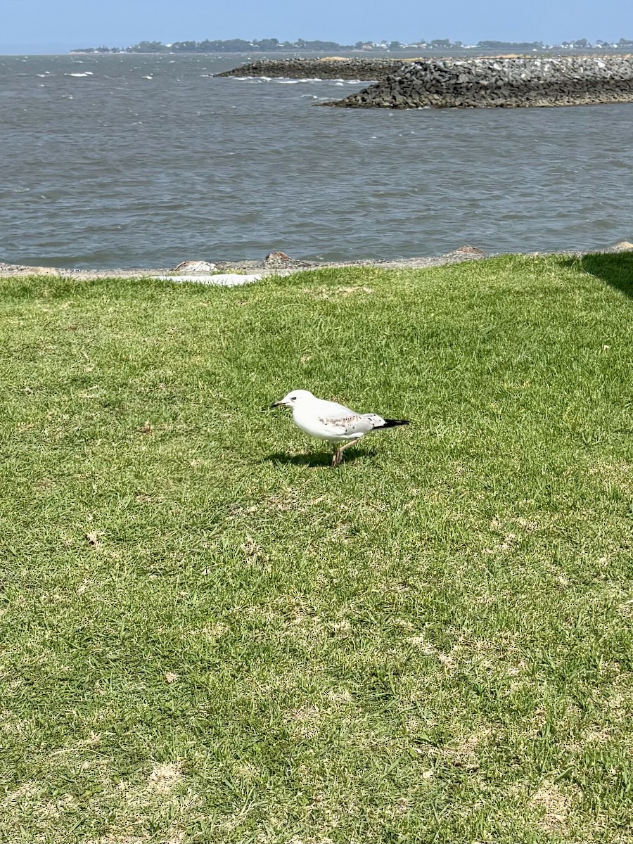Silver Gull - ML644801733