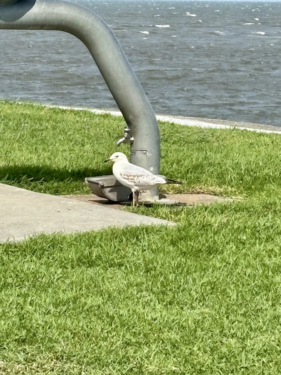 Silver Gull - ML644801734