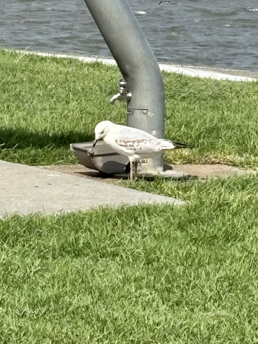 Silver Gull - ML644801735