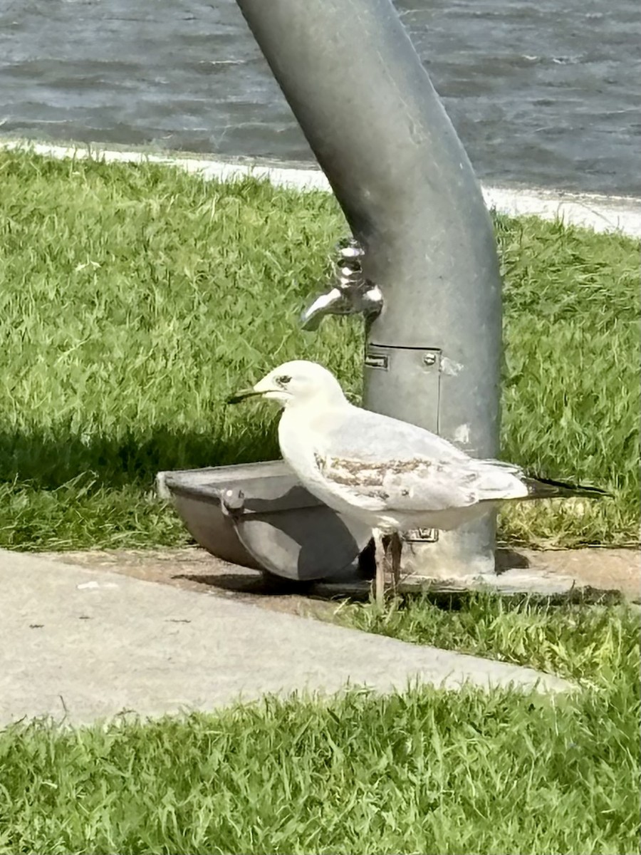 Silver Gull - ML644801736