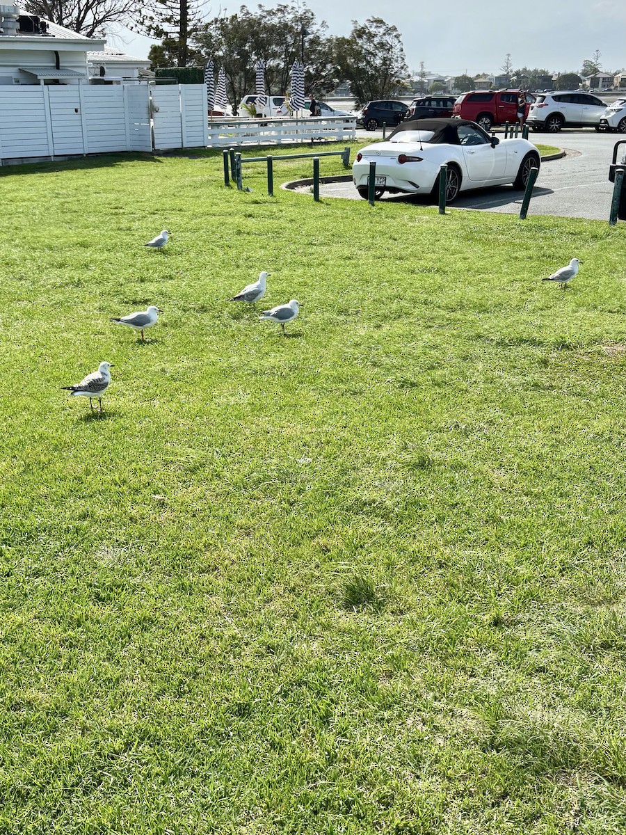 Silver Gull - ML644801737