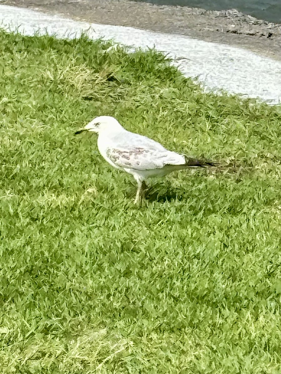 Silver Gull - ML644801738