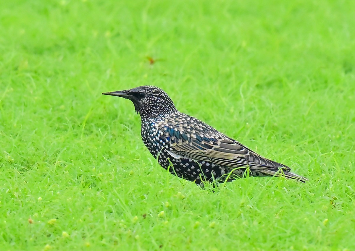 European Starling - ML644801752